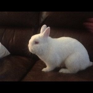 Meet your Posher, Rachel